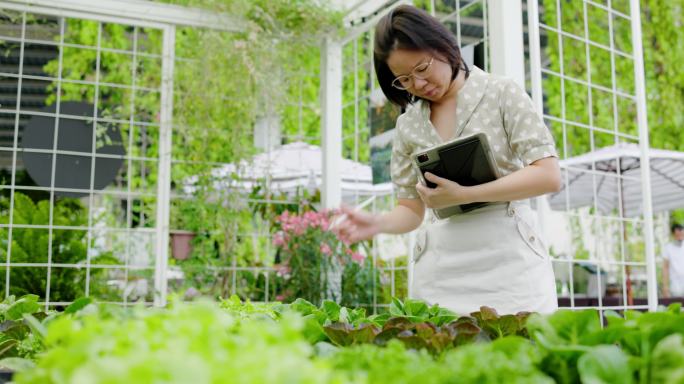 一位亚洲女商人用平板电脑检查有机蔬菜地。小企业主