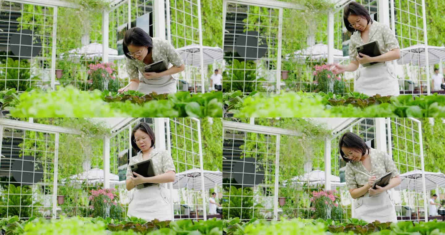 一位亚洲女商人用平板电脑检查有机蔬菜地。小企业主