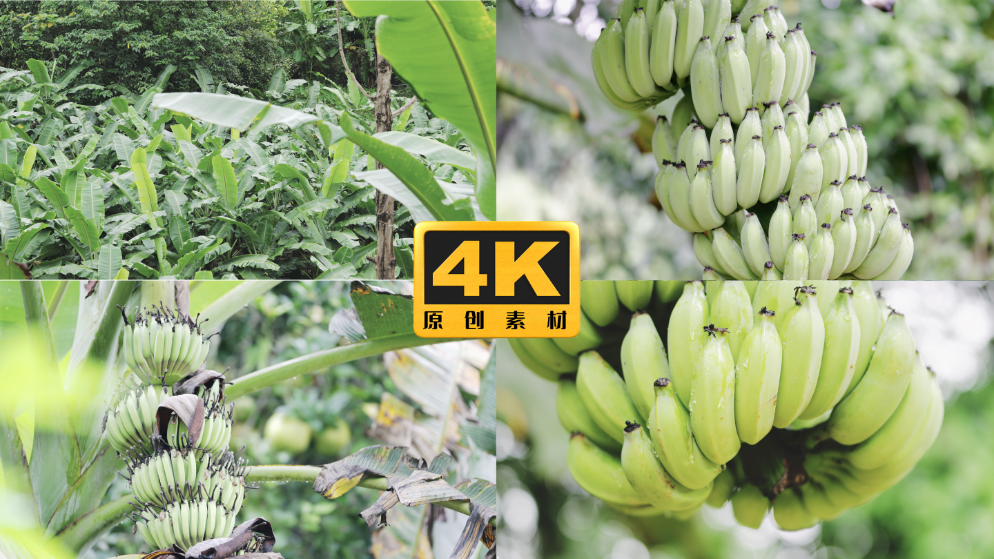 4K-香蕉树实拍