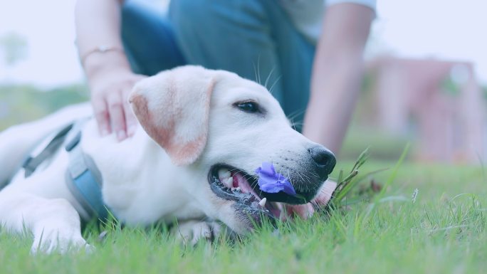 拉布拉多猎犬和主人开心互动遛狗训练狗