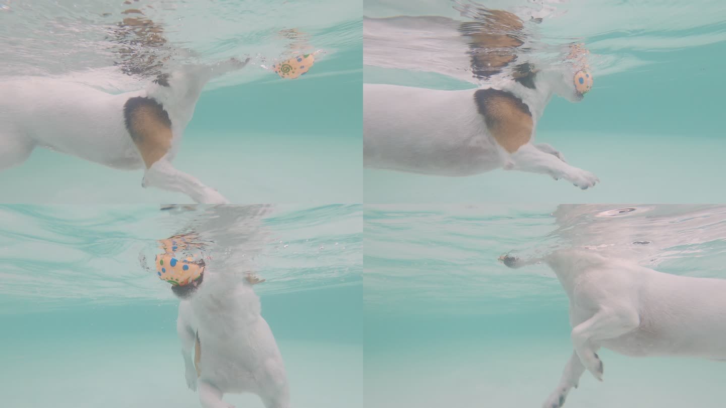 杰克·罗素猎犬从游泳池里拿玩具球给训练员