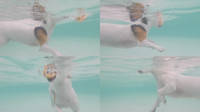 杰克·罗素猎犬从游泳池里拿玩具球给训练员