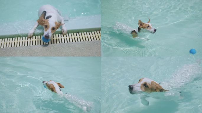 三张游泳镜头：杰克·罗素猎犬找回他最喜欢的球