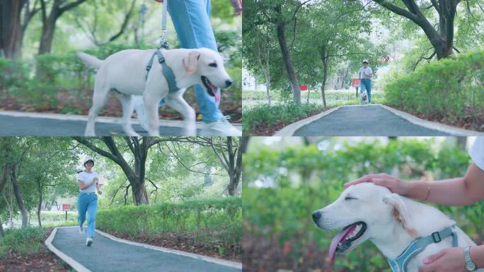 拉布拉多幼犬小姐姐遛狗抚摸狗狗训练狗狗