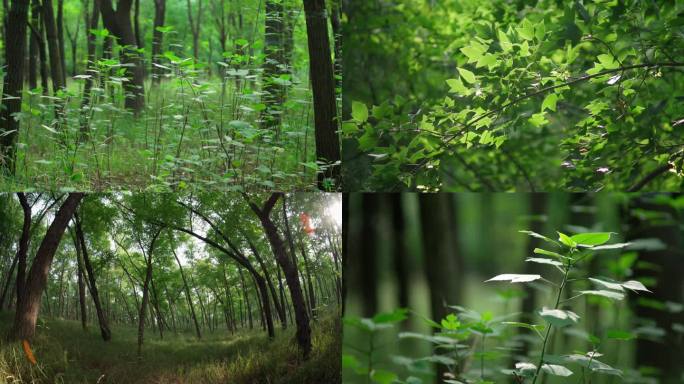 绿色树林森林丨4K丨原创实拍
