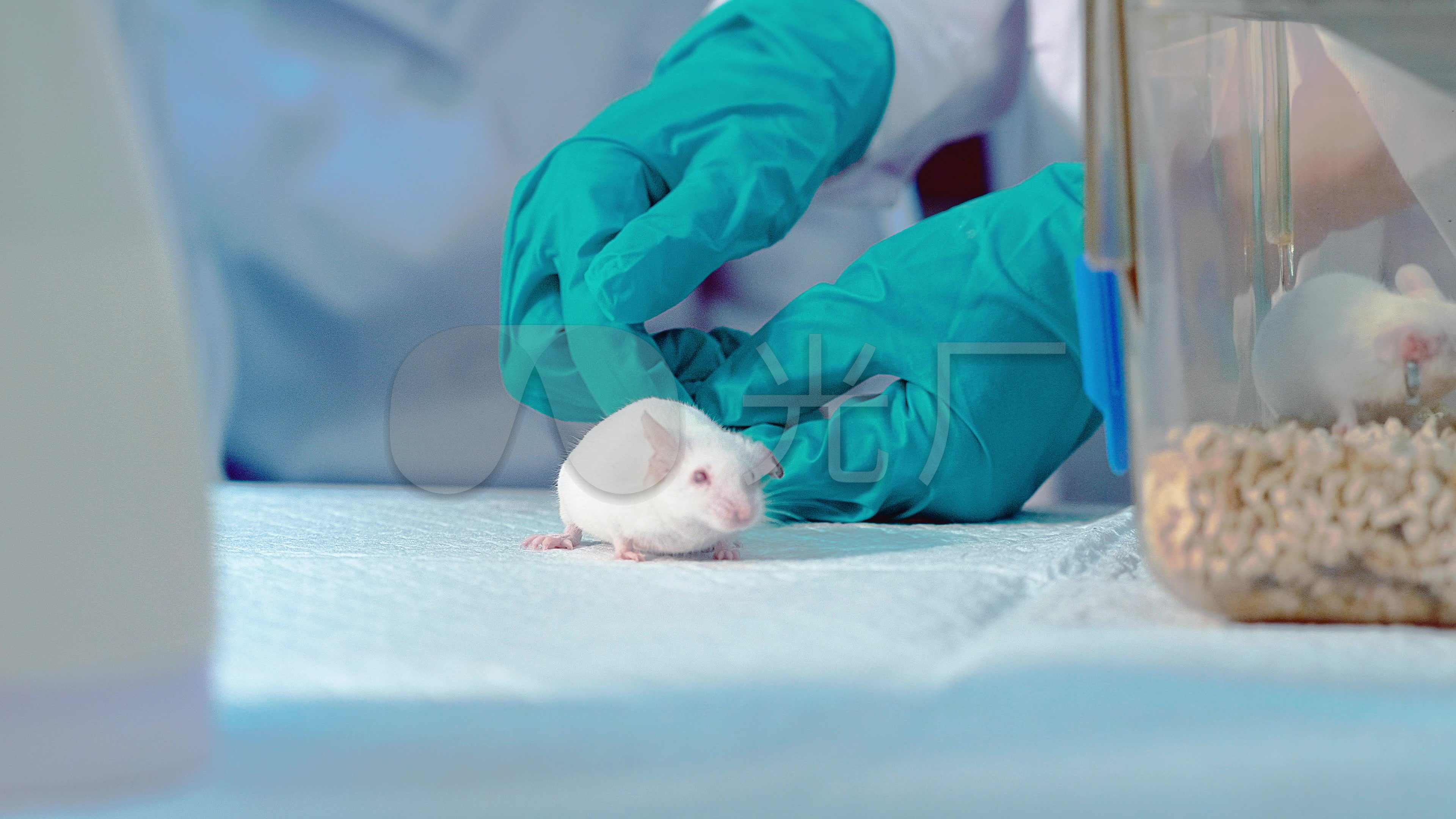小白鼠是最理想的实验动物？因为老鼠基因和人类有99%相似？_技点网