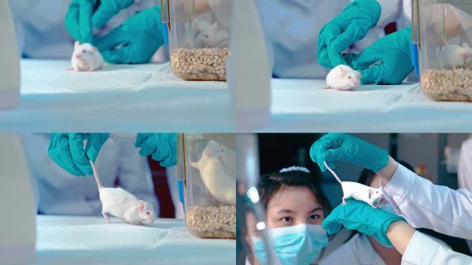 小鼠科研实验实验白鼠白鼠实验室活体实验室