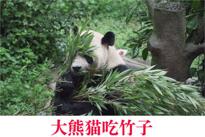 大熊猫散步玩耍吃竹子素材合集