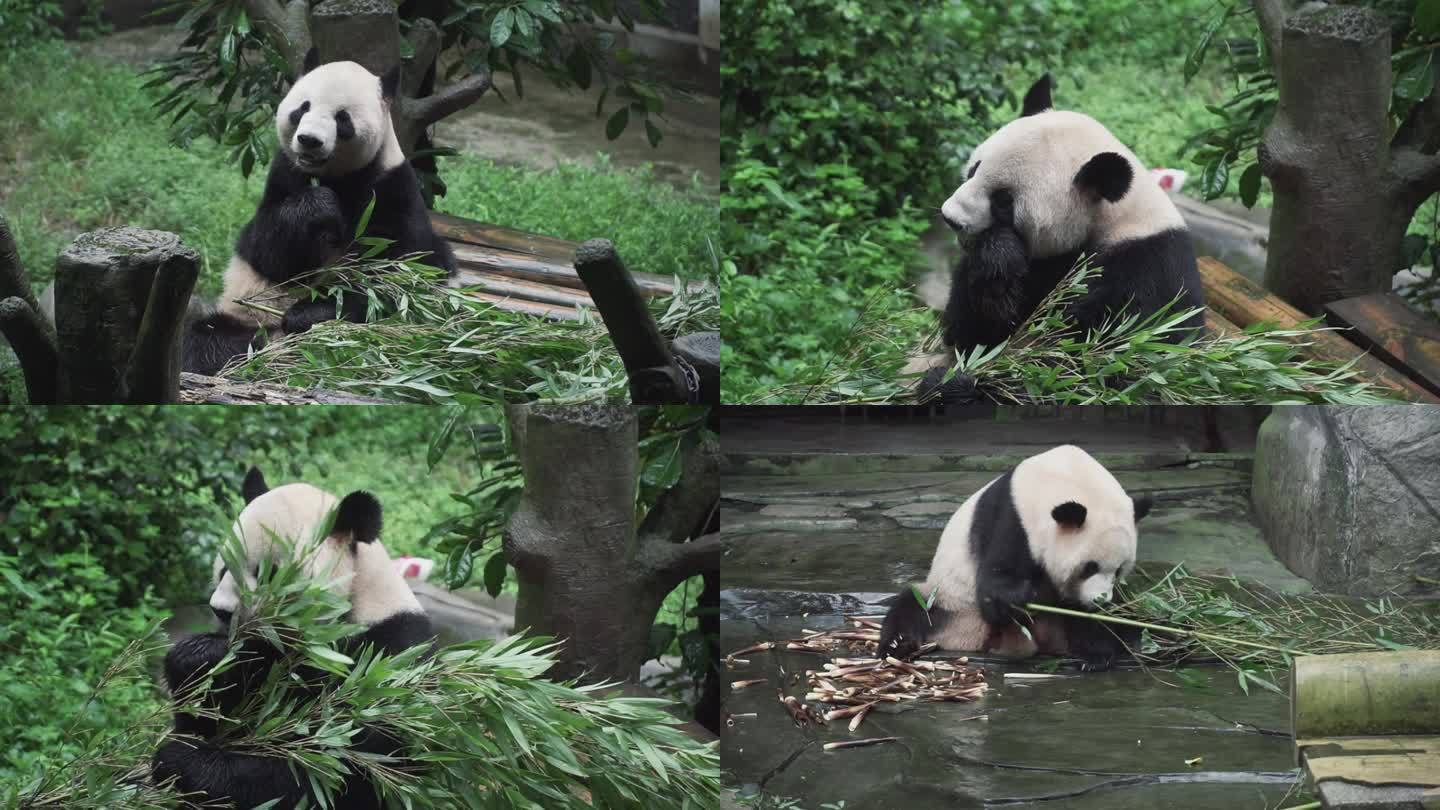 大熊猫散步玩耍吃竹子素材合集