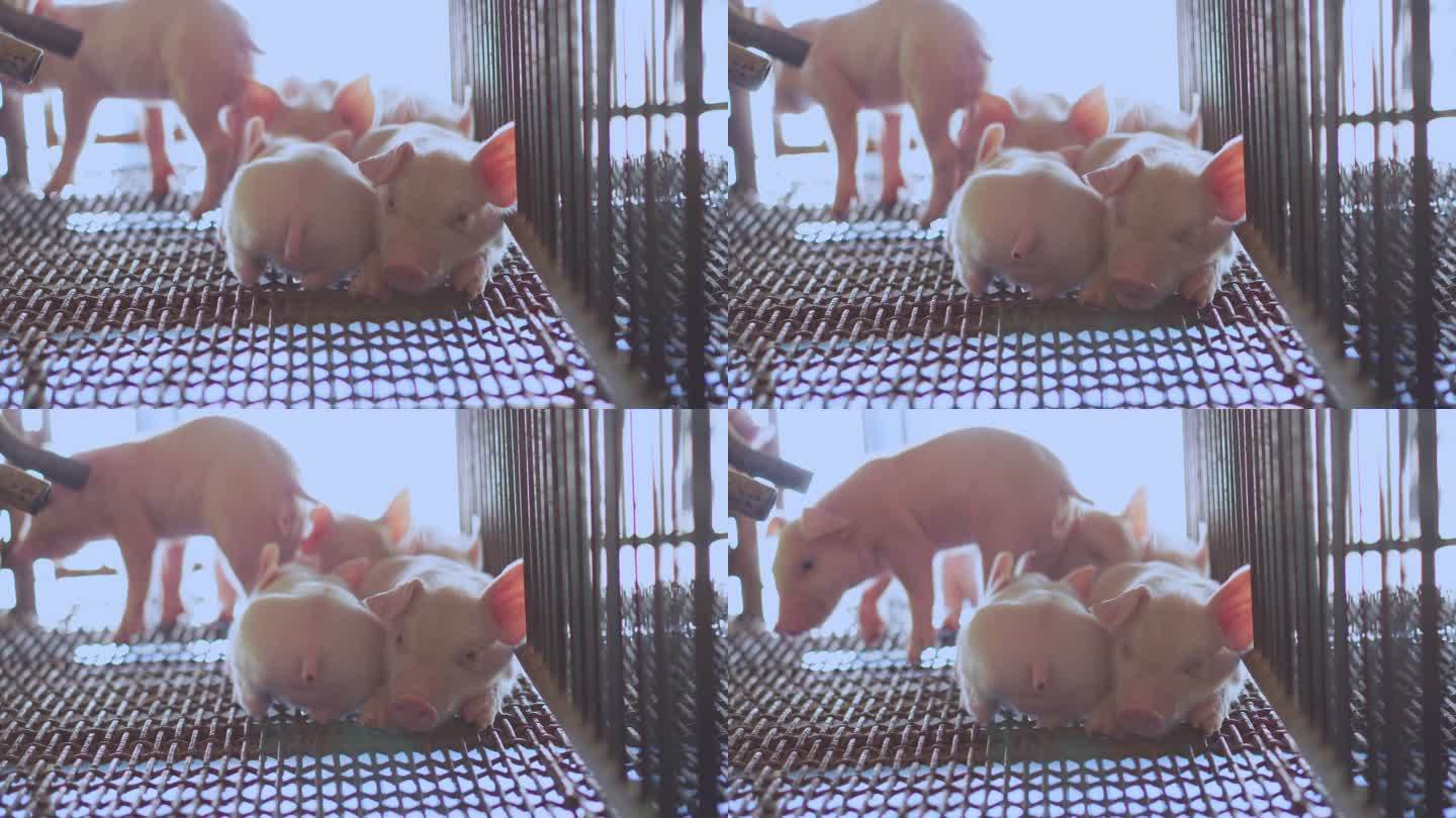 小猪躺在摊位上，一群哺乳动物呆在养猪场的室内