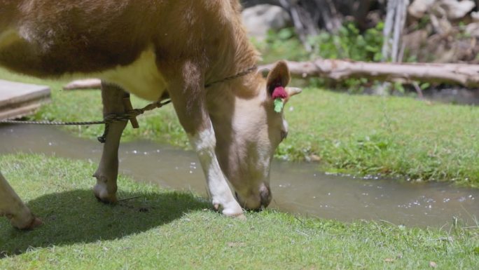 小溪边吃草喝水的牛