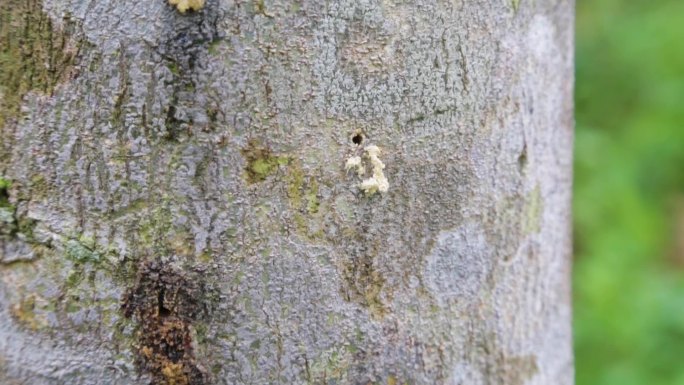 天然蚂蚁虫蛀沉香树