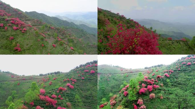 航拍4K高山映山红