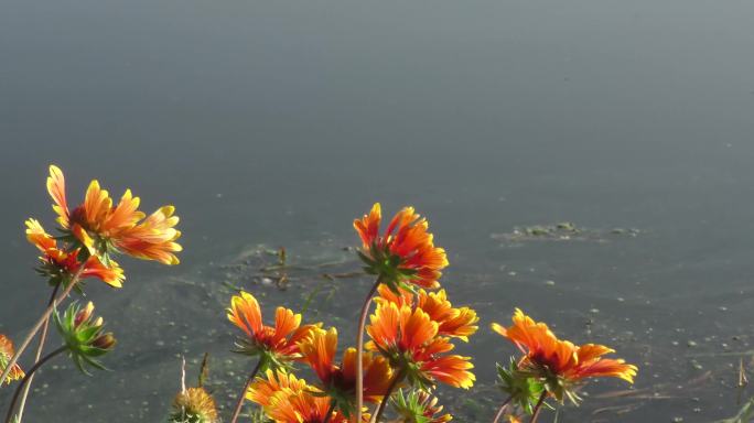 河边鲜花早晨清晨河水小清新黄色菊花