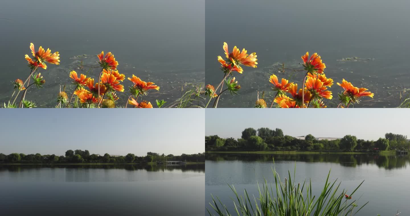 河边鲜花早晨清晨河水小清新黄色菊花