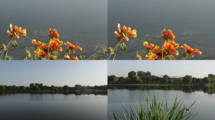 河边鲜花早晨清晨河水小清新黄色菊花
