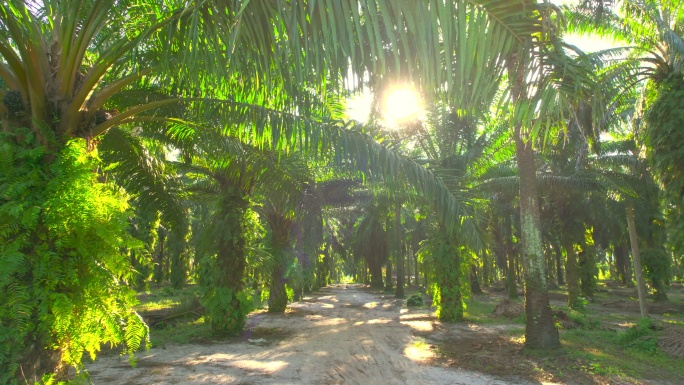 日出场景：棕榈油种植园中的无人机视图。棕榈树产品，用于生产出口油。