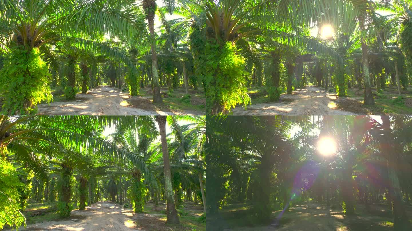 日出场景：棕榈油种植园中的无人机视图。棕榈树产品，用于生产出口油。