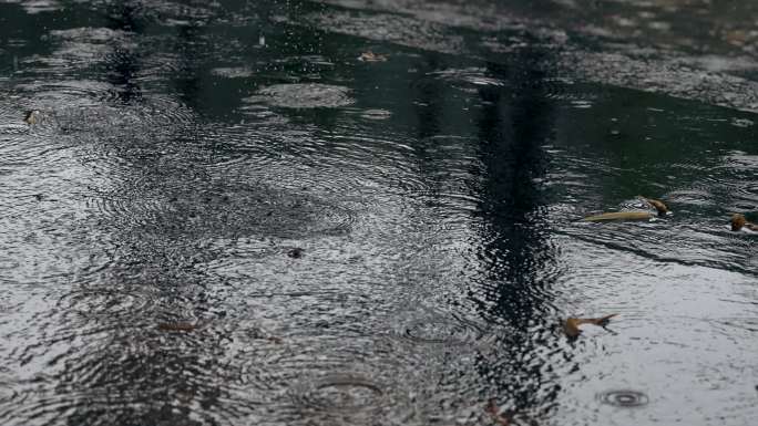 公园秋雨落叶