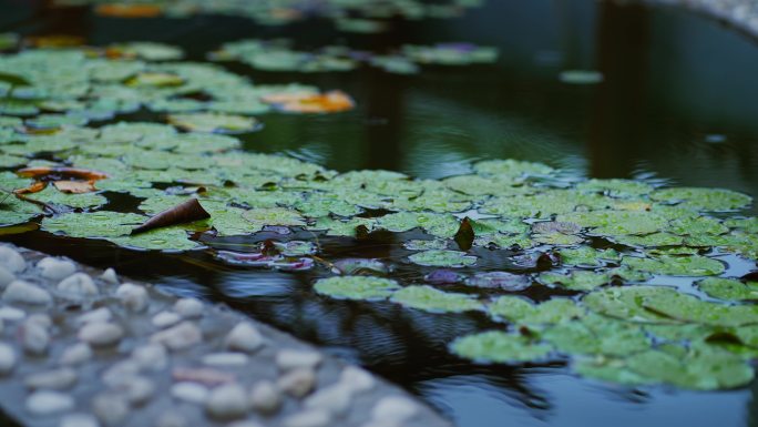 雨中民宿小景观水池水车睡莲