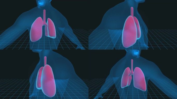 人体肺部3D插图-4K循环医学背景