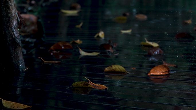 秋雨落叶-升格动画