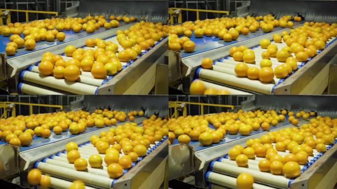 大型橙子分选选果机4K