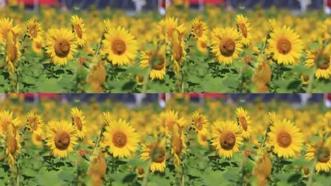 向日葵花开