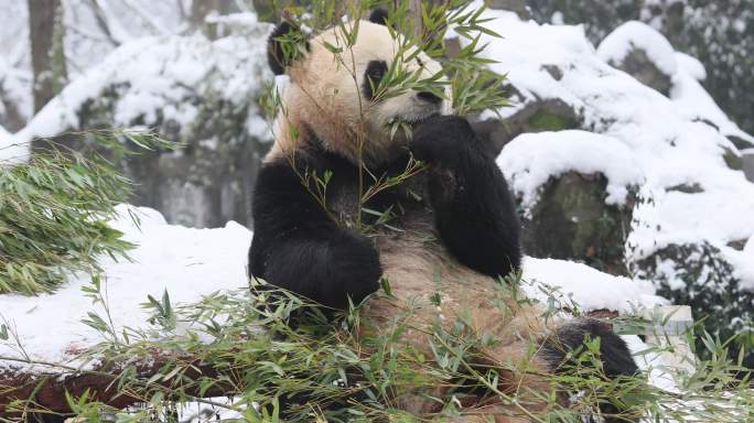 一只大熊猫在冬天雪中吃竹子。
