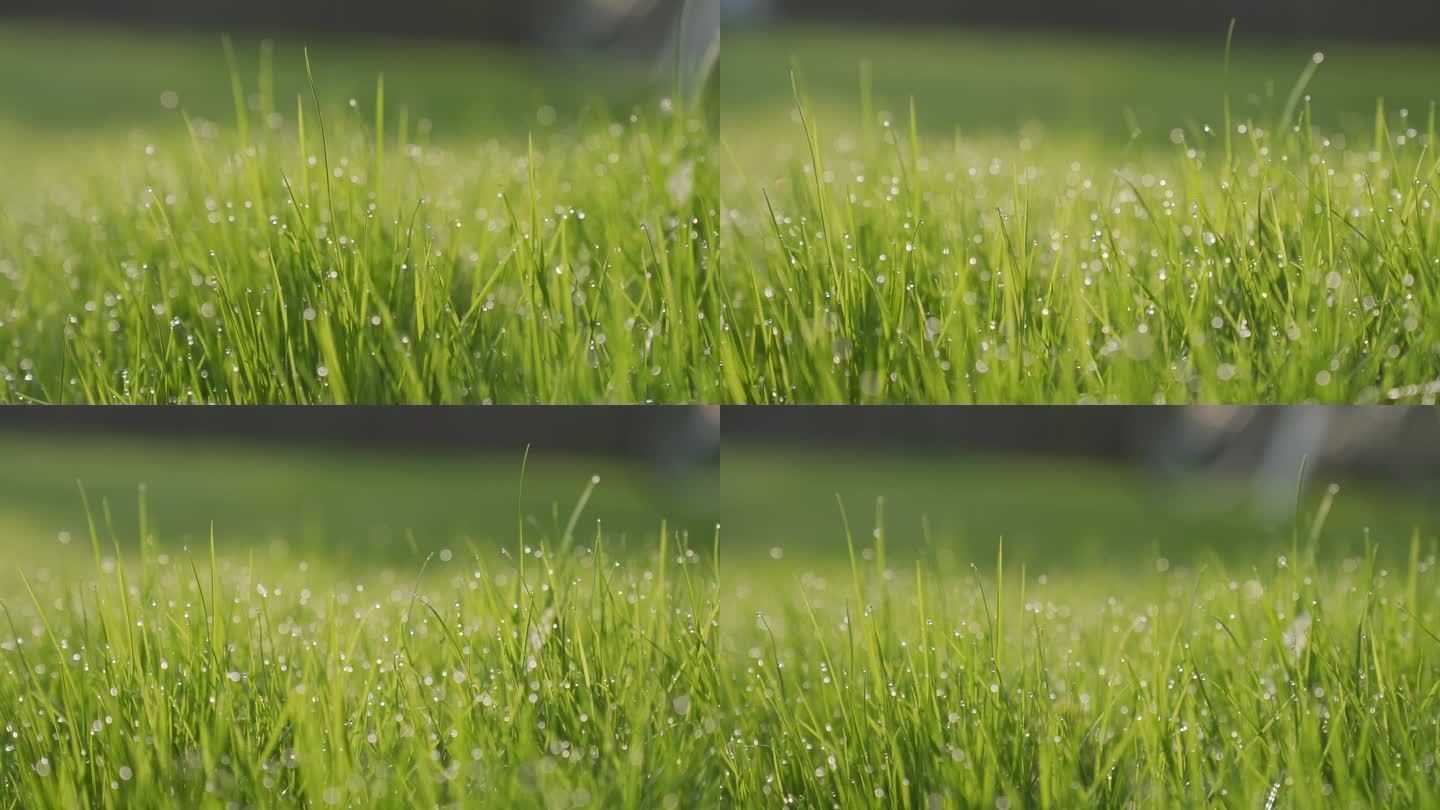 清晨雨露小草