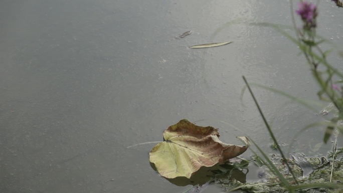 公园湖里一片树叶浮在水面随微风漂动