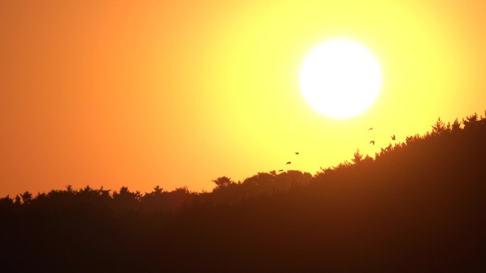 一群鸟从初升的太阳下飞过