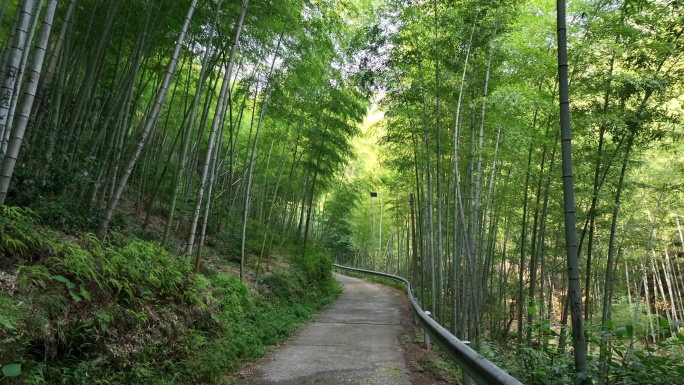 航拍江南竹林竹山竹海道路小路山路毛竹山