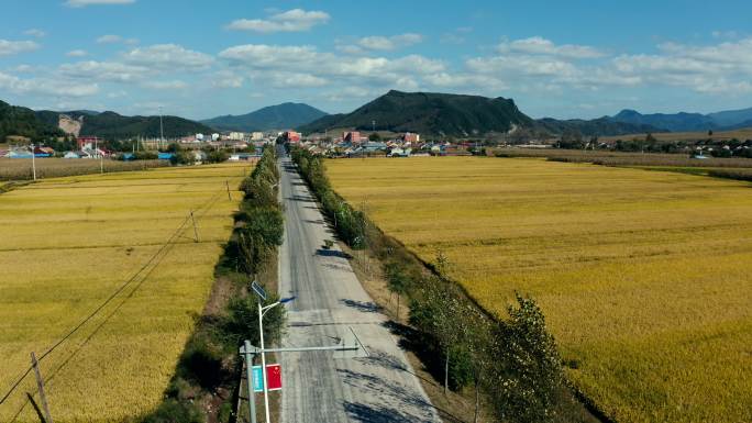 金秋 稻浪 收获 平顶山镇