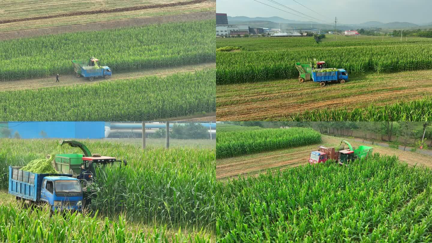 三农 玉米 玉米地 机械收割机 储青草