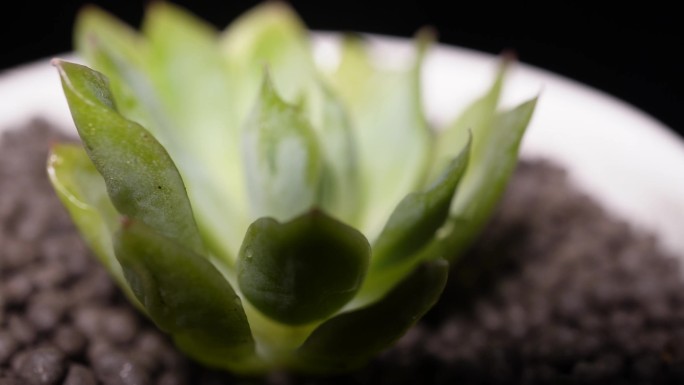 贝瑞杂多肉植物盆栽绿植