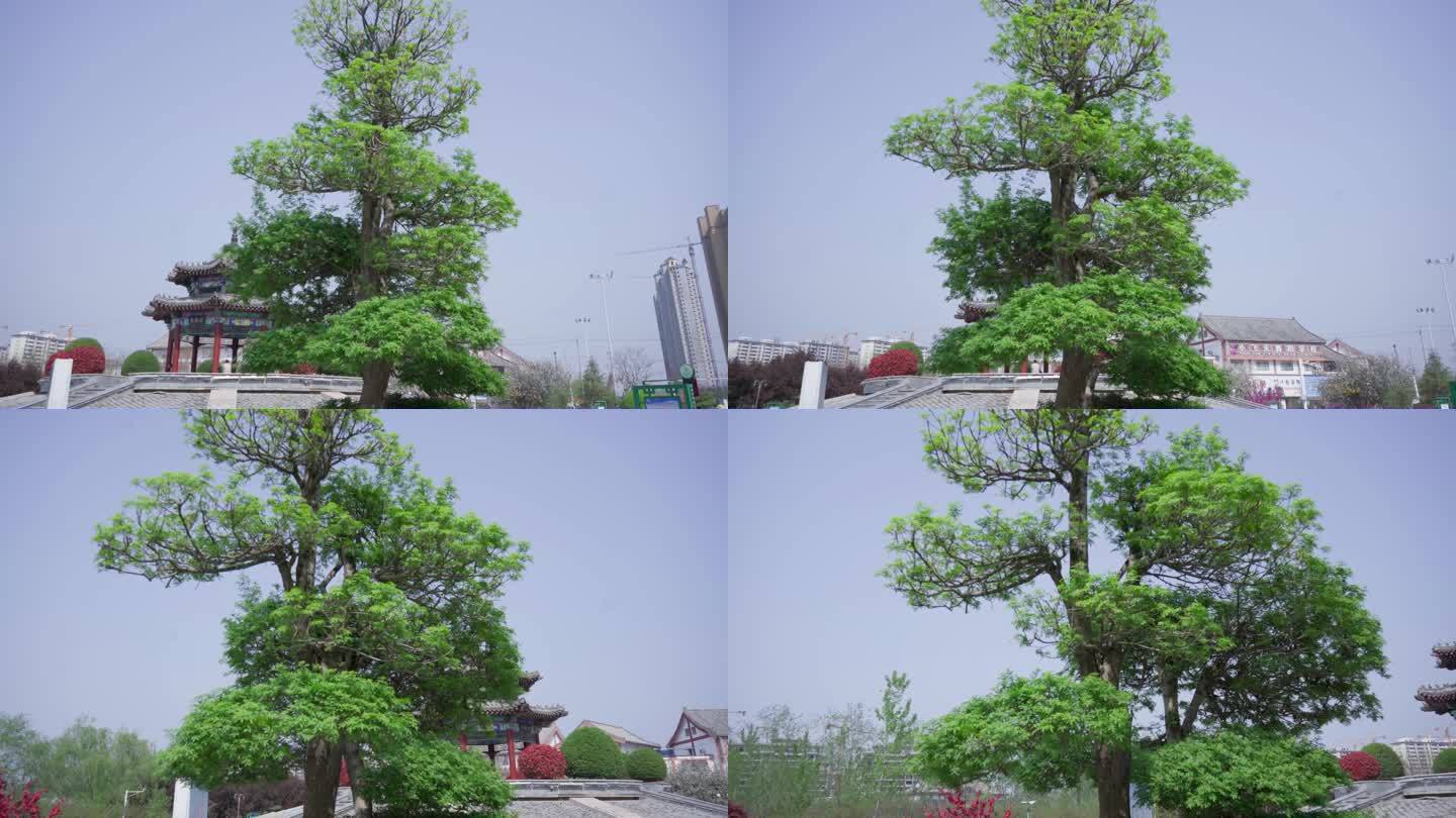 4k春天公园古建筑绿树slog2实拍视频