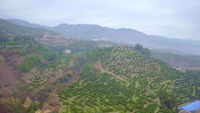 奉节 橙子园 脐橙 航拍 山坡