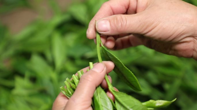 太平猴魁茶叶生产加工