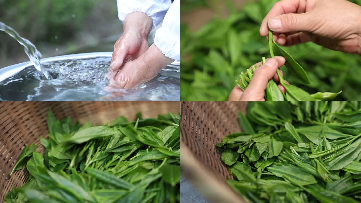 太平猴魁茶叶生产加工