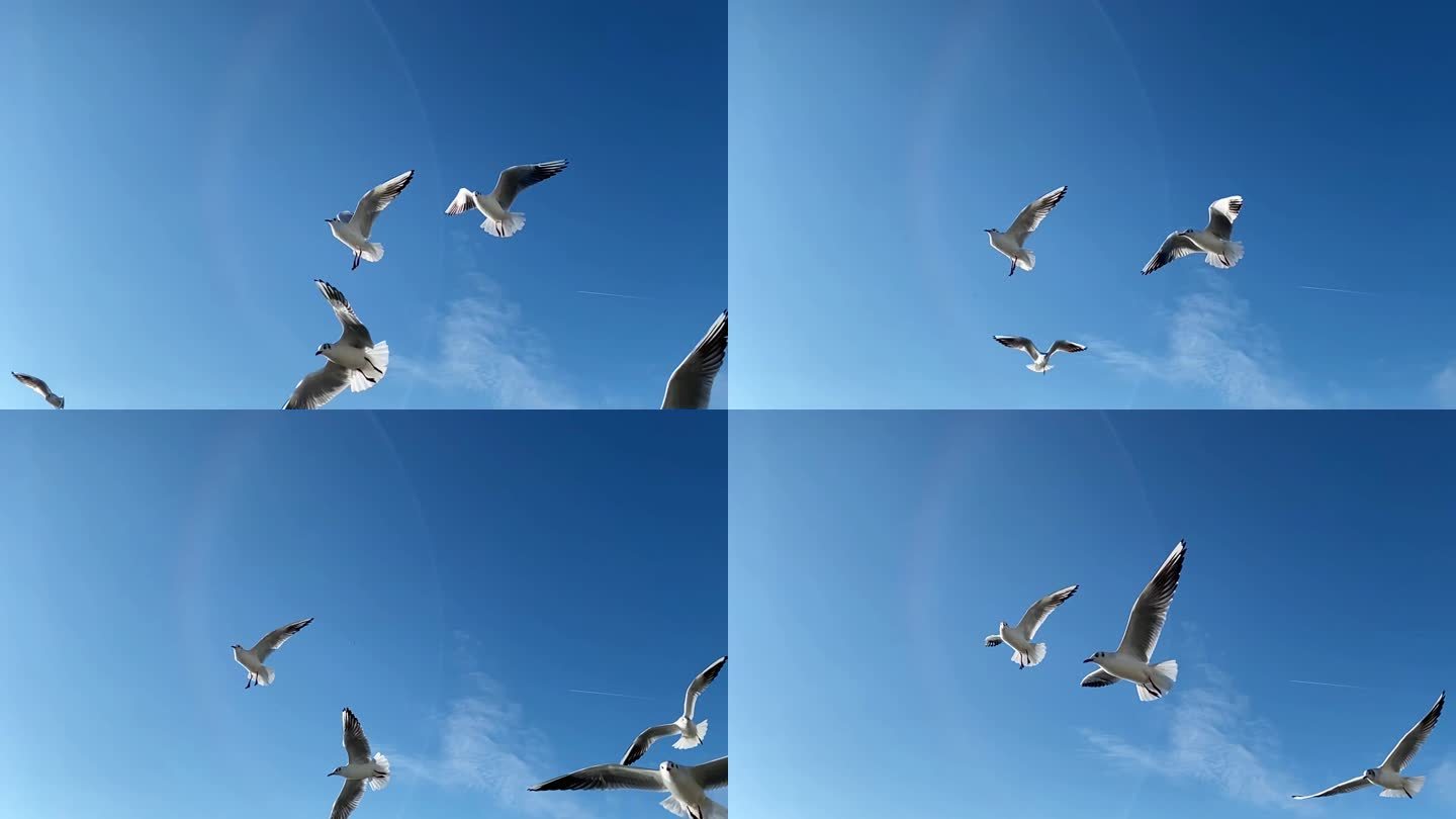 海鸥飞行的慢动作视频片段