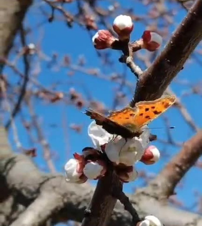 桃花 蝴蝶