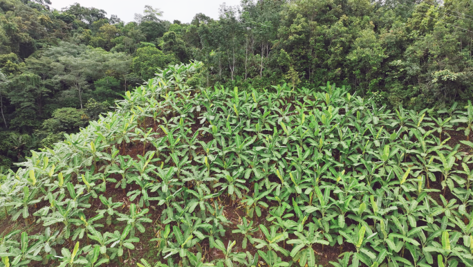 【4K】西双版纳热带雨林香蕉种植基地