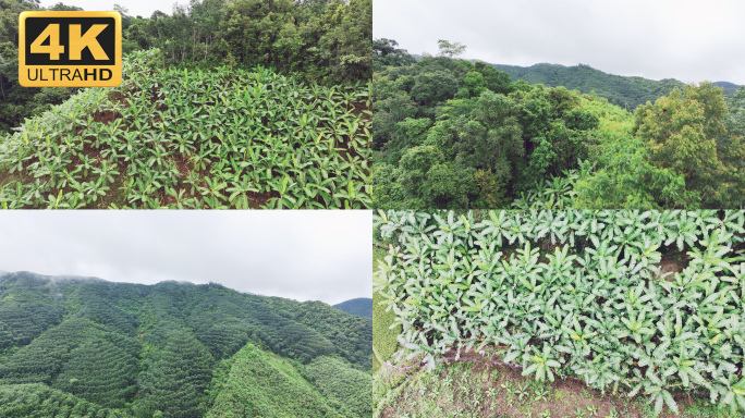 【4K】西双版纳热带雨林香蕉种植基地