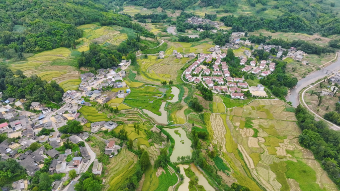 美丽乡村田园风光金色稻田