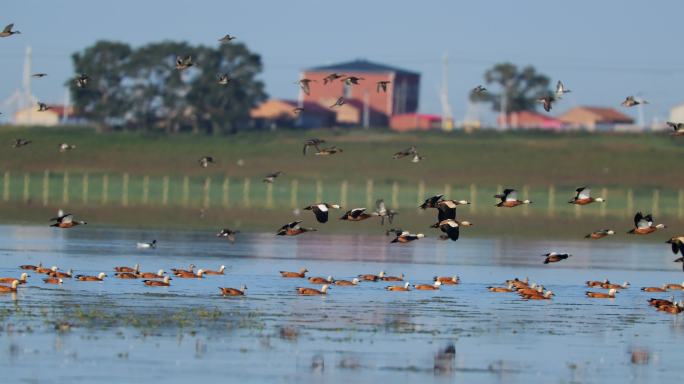草原湖泊上起飞的鸟群