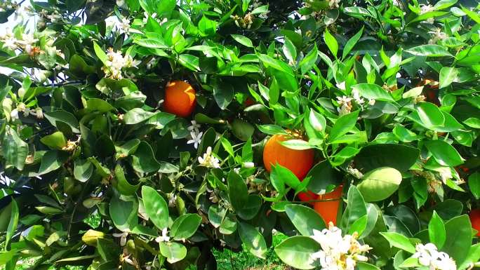脐橙 橙子树 叶子 橙子林