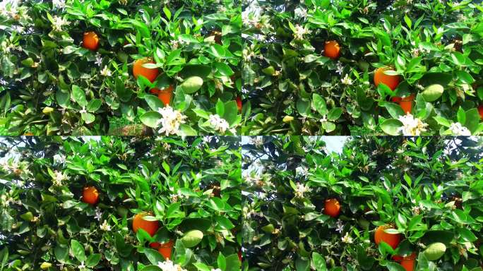 脐橙 橙子树 叶子 橙子林
