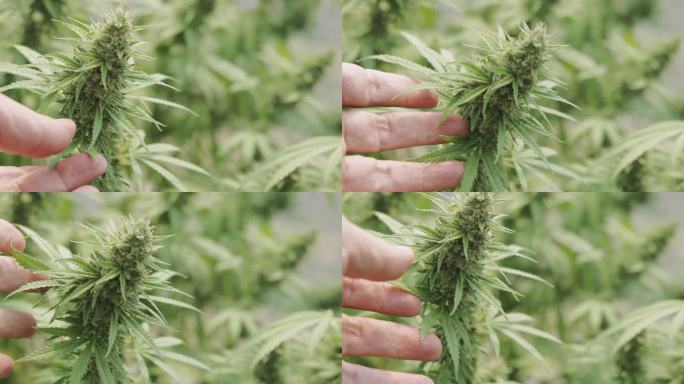 大麻植物大麻叶