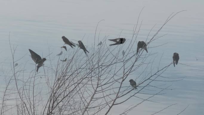 湖边的燕子